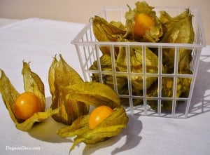 Physalis