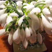 Snowdrops Snowdrops