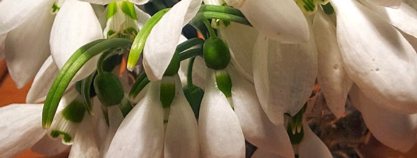 Snowdrops